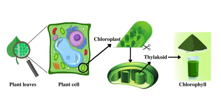 Chlorophyll: The Primary Green Pigment