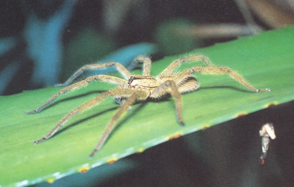 Here's why those spiders will always find you