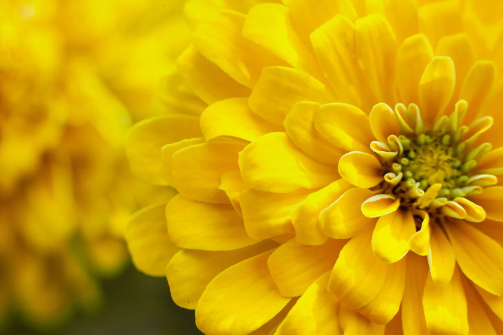 50+ Beautiful Things That are Yellow in Nature - Color Psychology